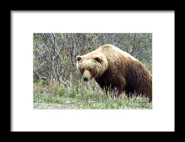 Grizzly Framed Print featuring the photograph Grouchy Grizzly by Barbara Von Pagel