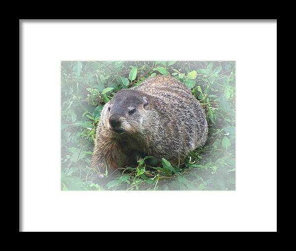 Groundhog Framed Print featuring the photograph Groundhog 2 by Pete Trenholm