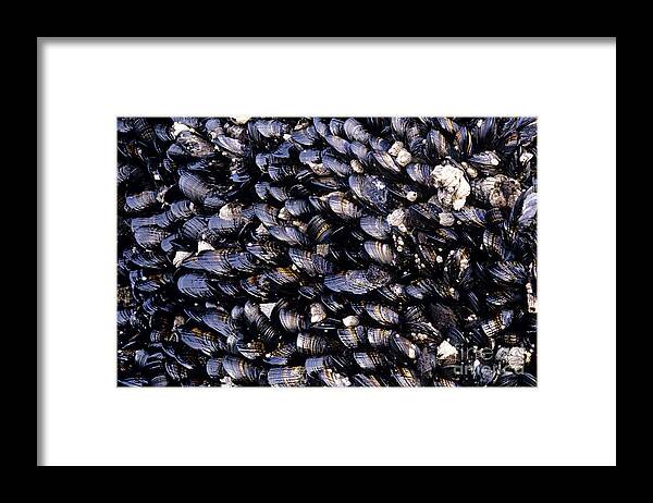Natural World Framed Print featuring the photograph Group of mussels close up by Jim Corwin