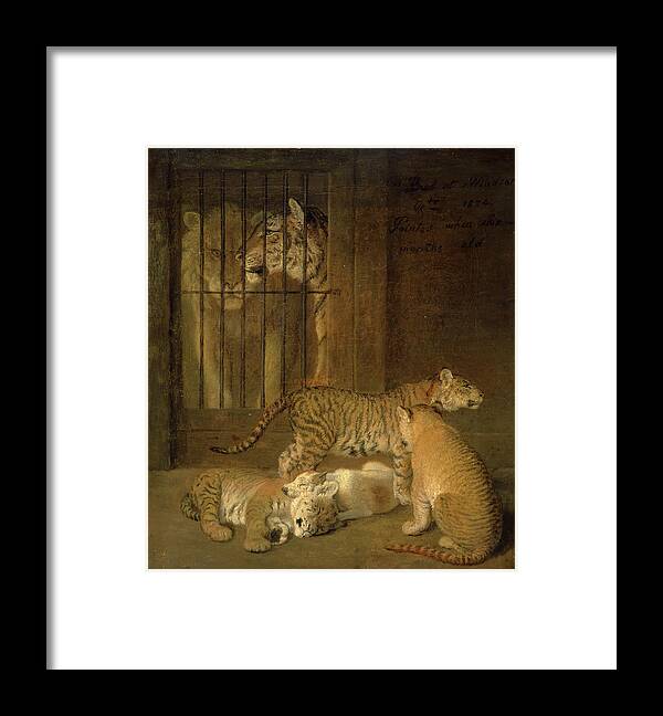 Oil On Canvas Framed Print featuring the painting Group Of Whelps Bred Between A Lion And A Tigress A Group by Litz Collection
