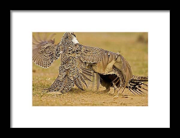 Centrocercus Urophasianus Framed Print featuring the photograph Grouse Fight by Jack Milchanowski