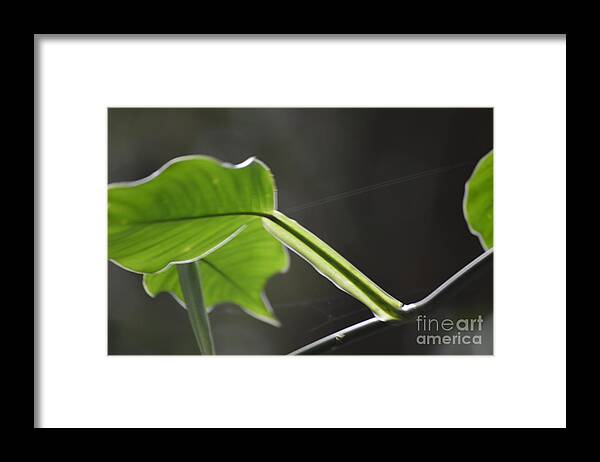 Green Framed Print featuring the photograph Growing in the Light by Pamela Shearer