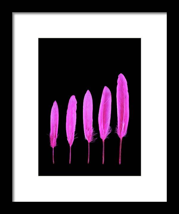 Five Objects Framed Print featuring the photograph Growth And Order Illustrated In by Rosemary Calvert