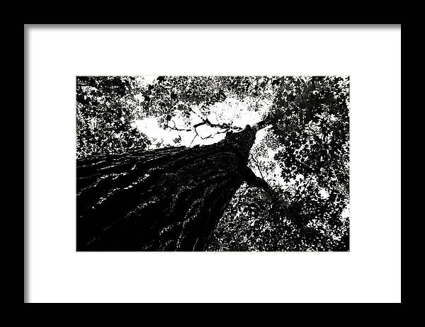  Framed Print featuring the photograph Growth Spurt by David Flitman
