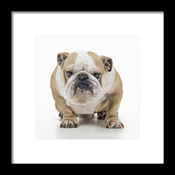 Dog Framed Print featuring the photograph Grumpy Bulldog by John Daniels