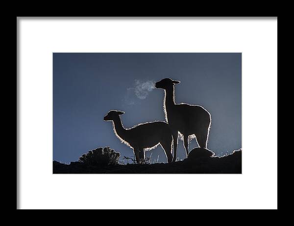 Pete Oxford Framed Print featuring the photograph Guanaco Pair Torres Del Paine Np by Pete Oxford