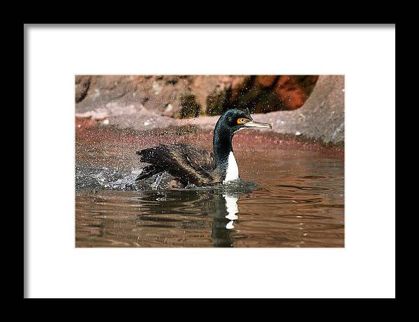 Cormorant Framed Print featuring the photograph Guanay Cormorant by Karol Livote