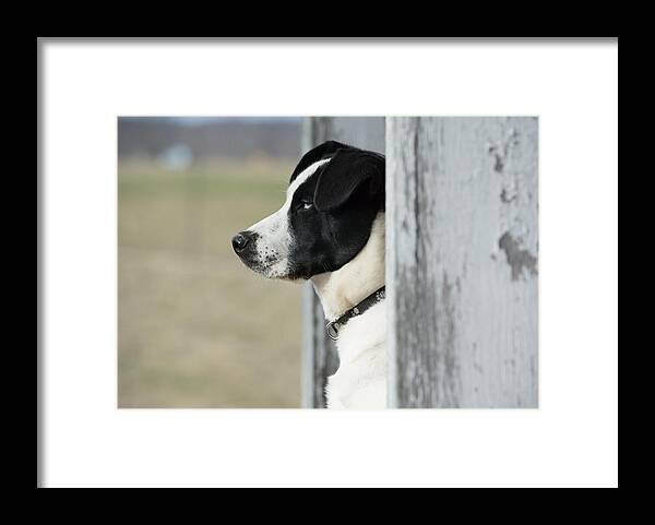 Pet Framed Print featuring the photograph Guard Dog by Holden The Moment