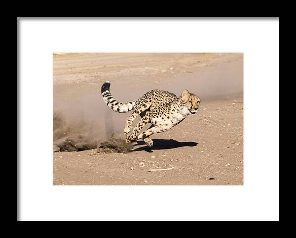 Cheetah Framed Print featuring the photograph Guided Missile by Alex Lapidus