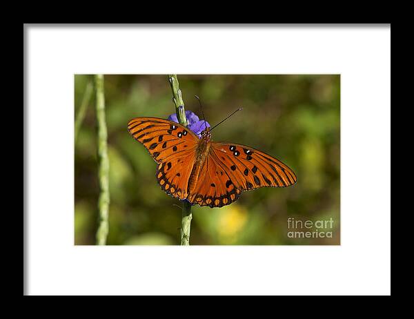 Butterfly Framed Print featuring the photograph Gulf Fritillary Butterfly by Meg Rousher