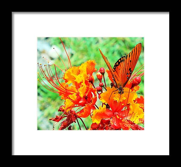 Texas Hill Country Butterfly Framed Print featuring the photograph Gulf Fritillary Butterfly on Pride of Barbados by Michael Tidwell