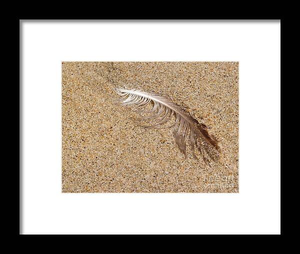 Beach Framed Print featuring the photograph Gull Feather in Sand - New Jersey by Anna Lisa Yoder