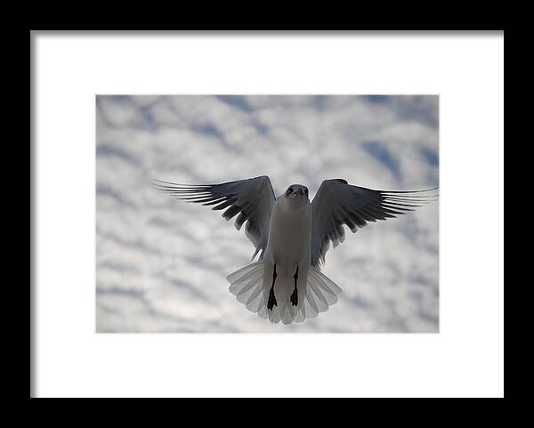 Seagull Framed Print featuring the photograph Gull from below by Jon Cody