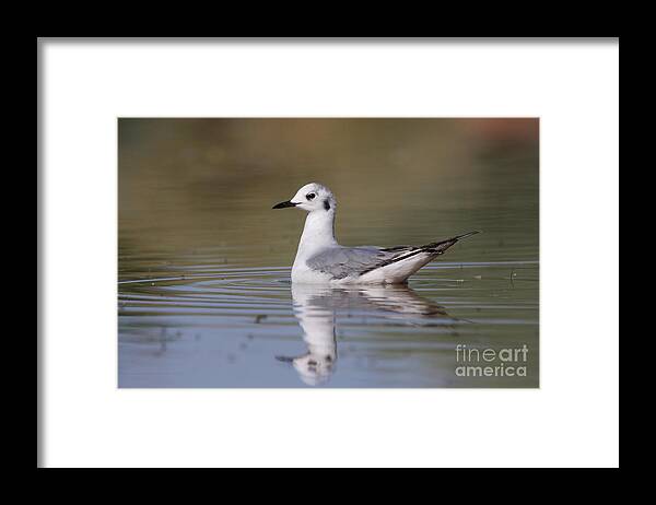 Gull Framed Print featuring the photograph Gull in morning light by Ruth Jolly