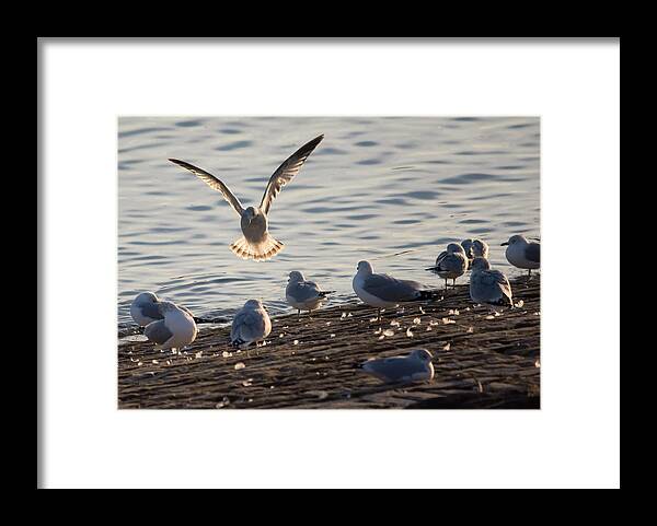 Gull Framed Print featuring the photograph Gull Landing in Marietta by Holden The Moment