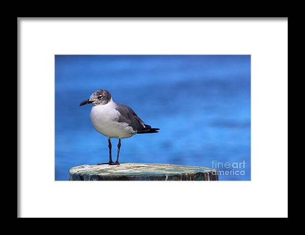 Seagull Framed Print featuring the photograph Gull Perch by Andre Turner
