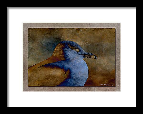 Gull Framed Print featuring the photograph Gull by WB Johnston
