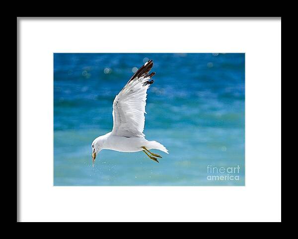 Water Framed Print featuring the photograph Herring Gull with Fish by Elaine Manley