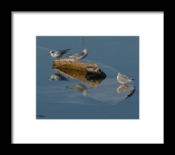 Gulls Framed Print featuring the photograph Gulls on a Sunken Boat by Dan Williams