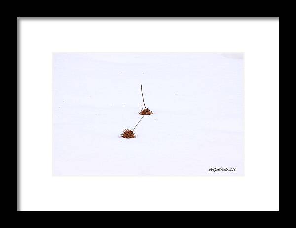 Gumballs In Snow Framed Print featuring the photograph Gumballs in Snow by PJQandFriends Photography