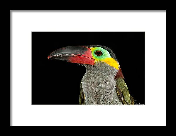 Avian Framed Print featuring the photograph Guyana Toucanette by Avian Resources