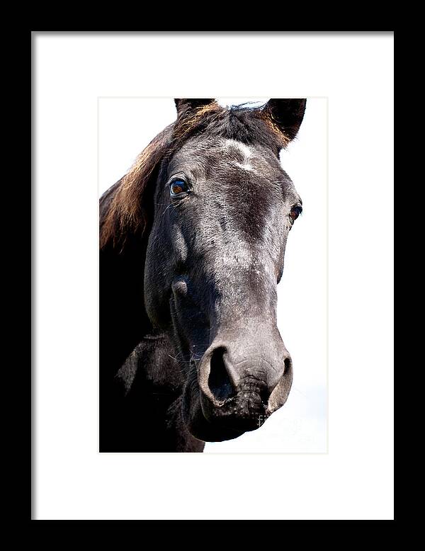 Horses Framed Print featuring the photograph Gypsy Girl by Cheryl Baxter