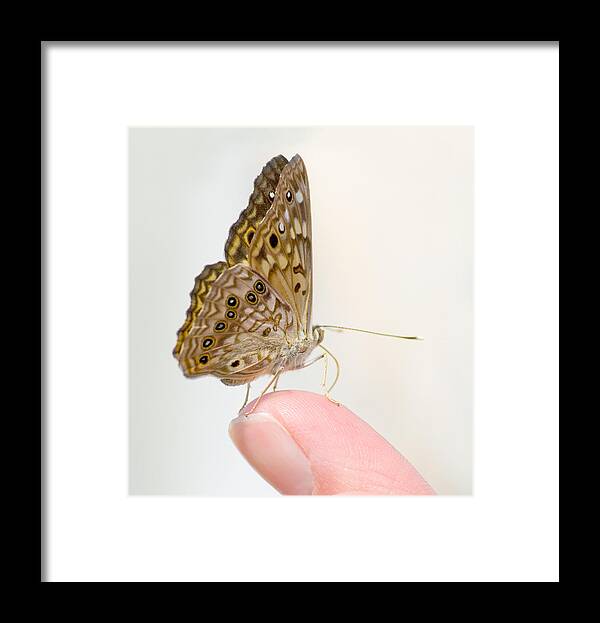 Hackberry Emperor Framed Print featuring the photograph Hackberry Emperor on Finger by Melinda Fawver