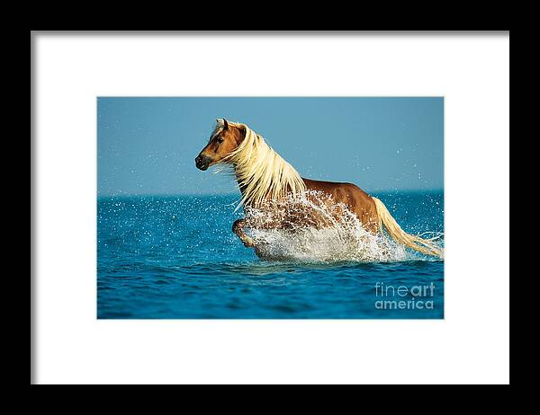 Haflinger Framed Print featuring the photograph Haflinger Horse by Gabriele Boiselle