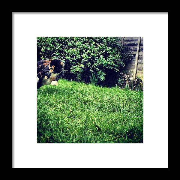 Petstagram Framed Print featuring the photograph Haha, Just A Snap Shot But She's by Charlotte Turville