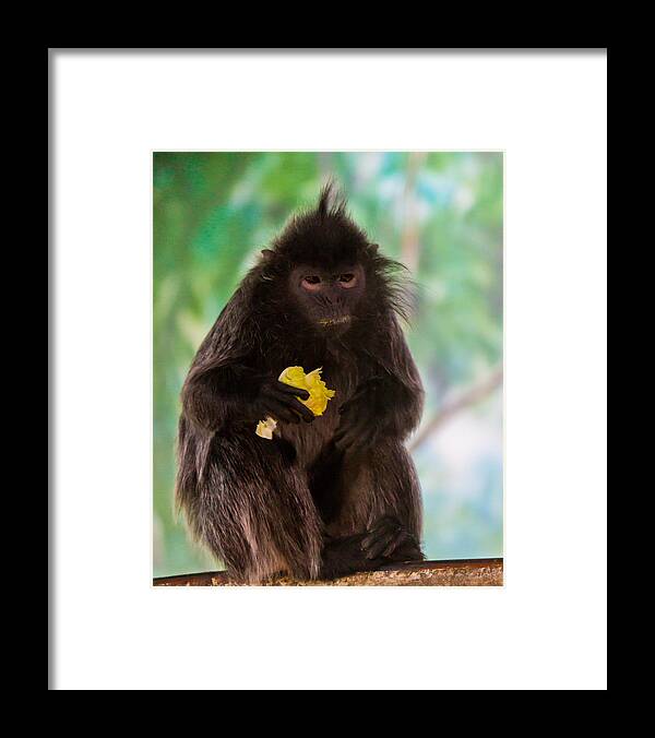Baboon Framed Print featuring the photograph Hairy Monkey by Jonny D