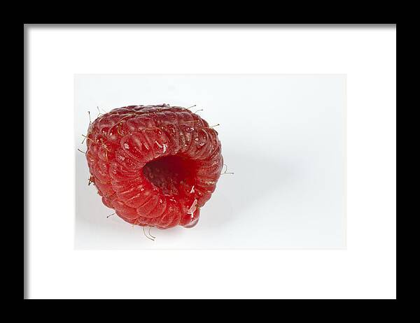 Raspberry Framed Print featuring the photograph Hairy Raspberry by John Crothers