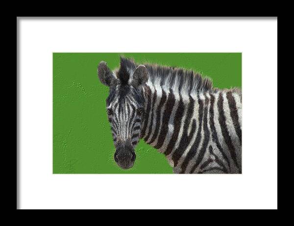 Zebra Framed Print featuring the digital art Hairy zebra by Debra Baldwin