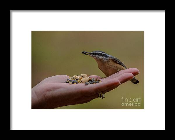 Bird Framed Print featuring the photograph Hand Feeding a Nuthatch by Cheryl Baxter