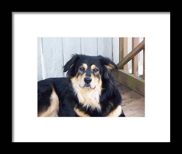 Dog Framed Print featuring the photograph Handsome Boy by Lisa Wormell