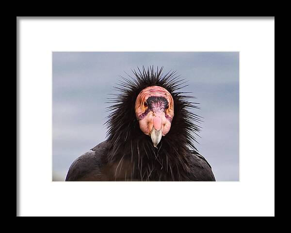 California Framed Print featuring the photograph Handsome California Condor by Donna Doherty