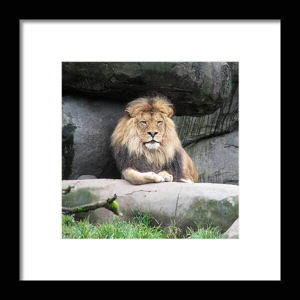 Animal Framed Print featuring the photograph Handsome Devil 1 by Lora R Fisher