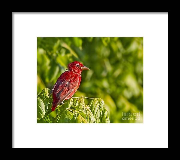 Handsome Young Fellow Framed Print featuring the photograph Handsome Young Fellow by Gary Holmes