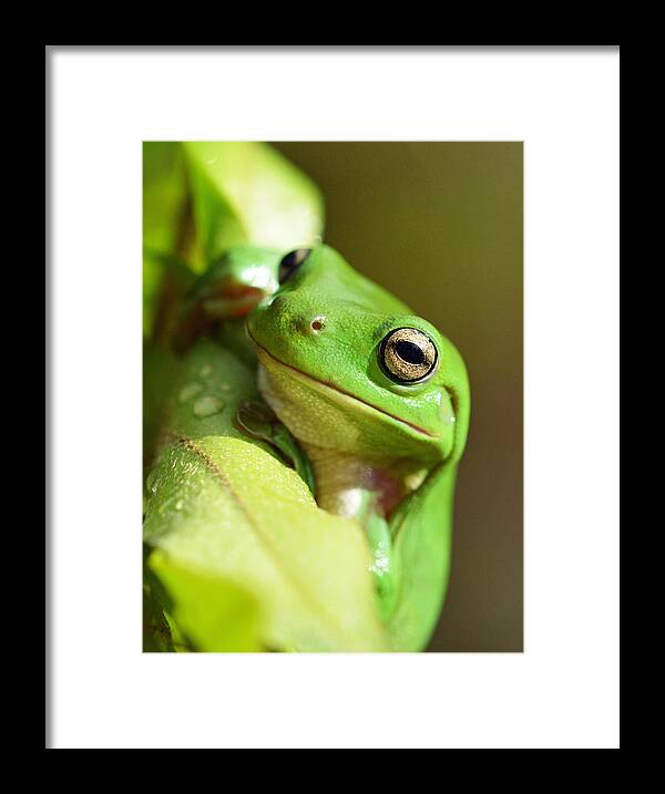 Frog Framed Print featuring the photograph Hang In There frog by David Clode