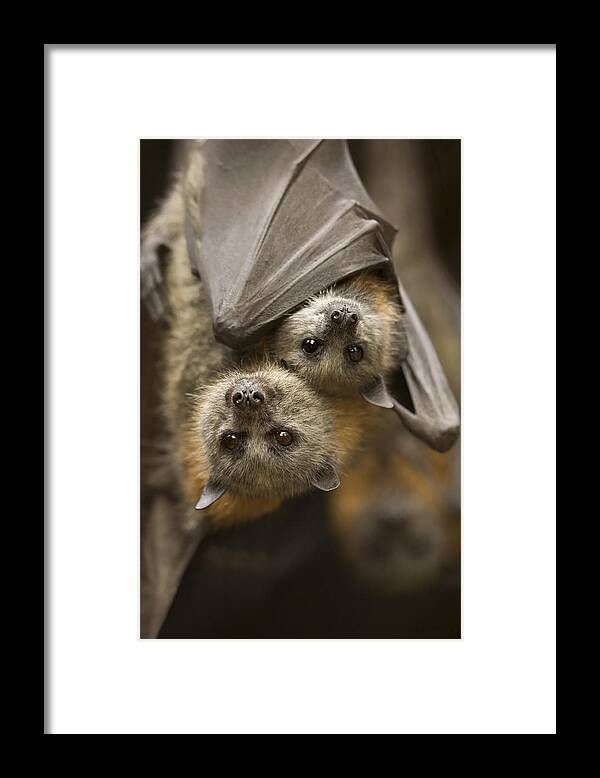 #faatoppicks Framed Print featuring the photograph Hang in There by Michael Dawson