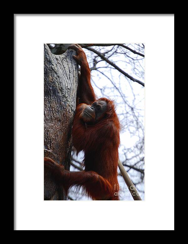 Orangutan Framed Print featuring the photograph Hang In There by Nancy Bradley