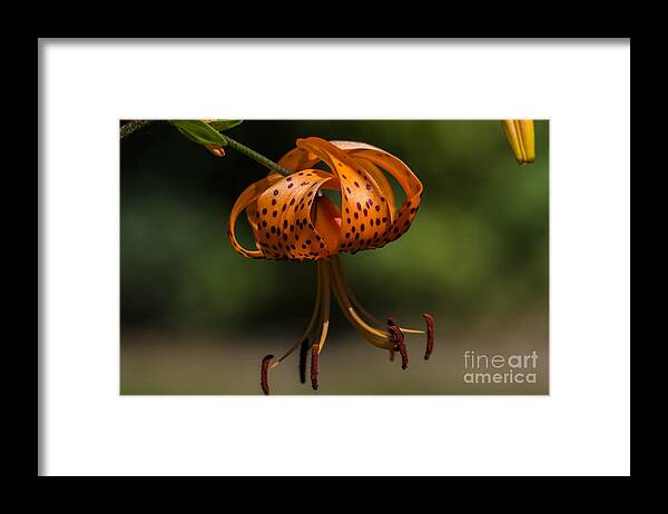 Flickr Explore Images Tiger Lilly Framed Print featuring the photograph Hanging By A Thread by Dan Hefle