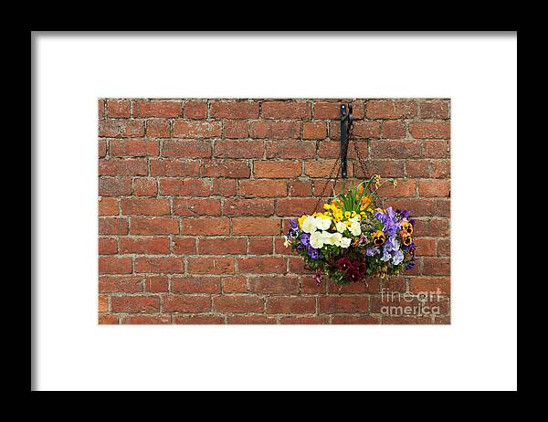 Flowers Framed Print featuring the photograph Hanging flowers pot by Luis Alvarenga