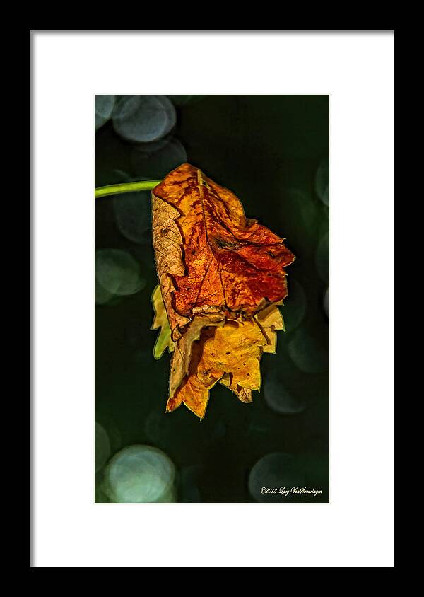 Fall Framed Print featuring the photograph Hanging Gold by Lucy VanSwearingen