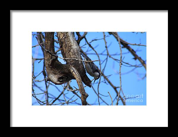 Bird Framed Print featuring the photograph Hanging in the Park by Alyce Taylor
