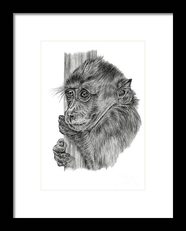 Monkey Framed Print featuring the drawing Hanging On by Pencil Paws