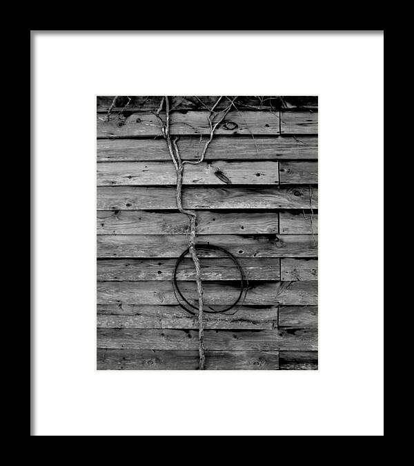 Rustic Vine Framed Print featuring the photograph Hanging On by Jeff Bjune 