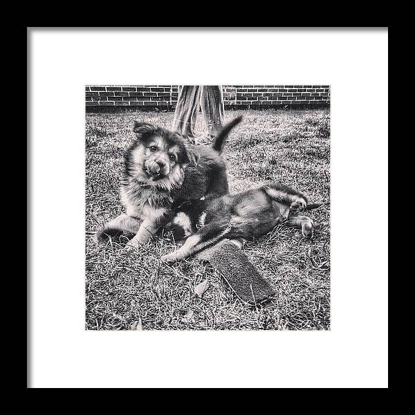 Germanshepherd Framed Print featuring the photograph Hannah And Darcy At 8 Weeks Old. #gsd by Abbie Shores