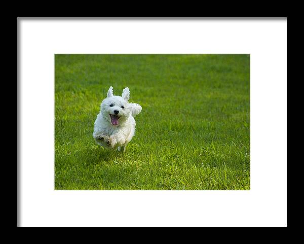 Dog Framed Print featuring the photograph Happiness Is Running Free #1 by Pat Exum
