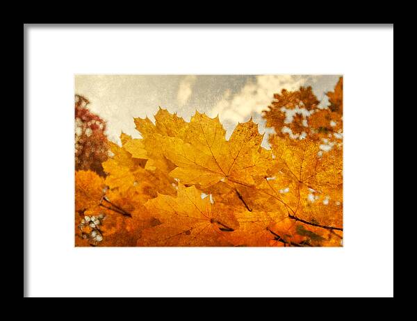 Maple Leaves Framed Print featuring the photograph Happy Autumn by Cathy Kovarik