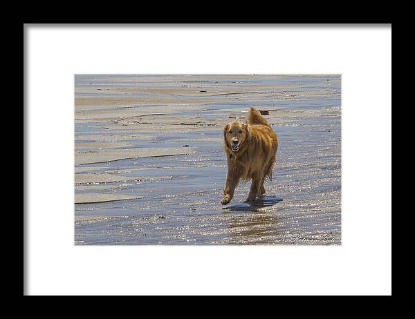Golden Retriever Framed Print featuring the photograph Happy Dog at Beach by Natalie Rotman Cote